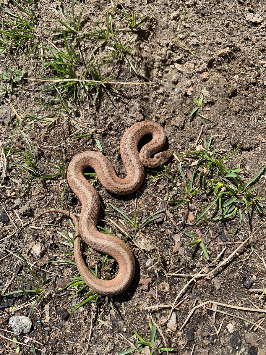 patricia_szczys's tweet photo. A gorgeous day to end #quarantineweek2 #homeschooling #TeachingOnline !! Some highlights from the garden. Peonies peeking and the first snake of the season. 🐍🌸🌞 https://t.co/1WWZ6NrCyz
