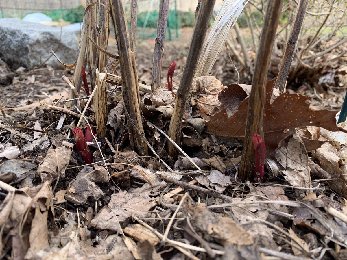 patricia_szczys's tweet photo. A gorgeous day to end #quarantineweek2 #homeschooling #TeachingOnline !! Some highlights from the garden. Peonies peeking and the first snake of the season. 🐍🌸🌞 https://t.co/1WWZ6NrCyz