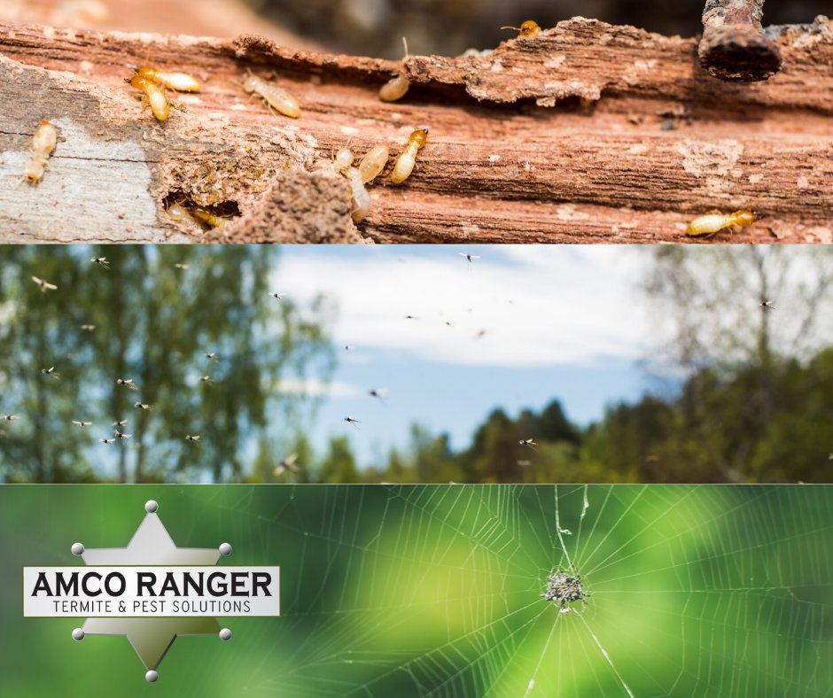 Don't let your home and/or yard be taken over by termites, mosquitoes or spiders. Give Amco Ranger a call today to request a free (no obligation) inspection!
amcoranger.com/contact/

#AmcoRanger #Spiders #Termites #Mosquitoes #PestControl #ProtectWhatMatters