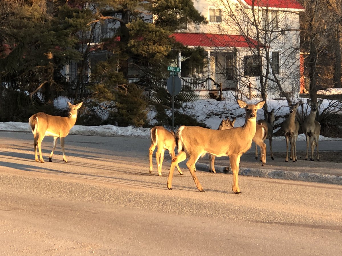 Caught on camera today NOT practising social distancing... #rulebreakers 
#manitoulinisland #islandlife