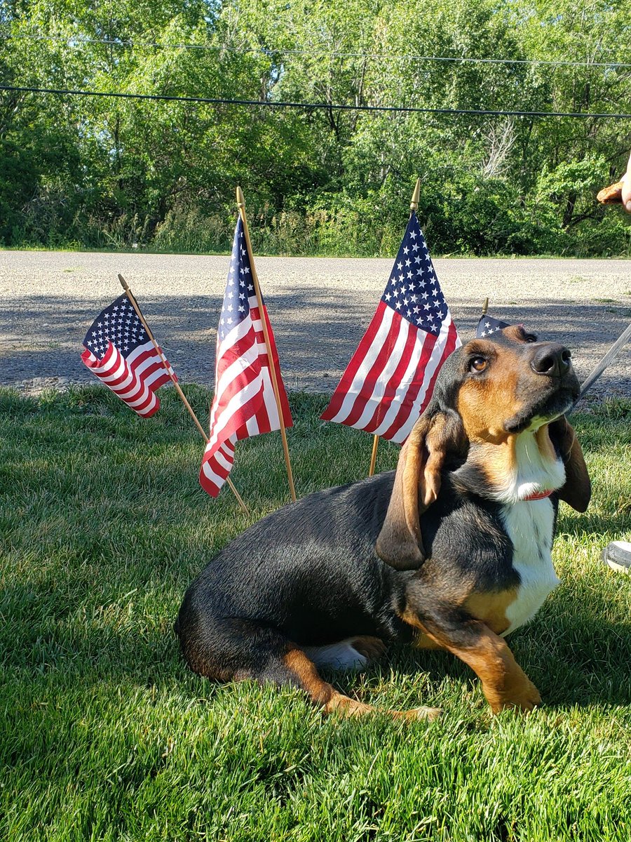 BassetFam's tweet photo. PSA from Puppy Fred: Let’s all do our patriotic duty and #StayHomeSaveLives @ErinSamanthaK @MomK20893661 https://t.co/TWvfm0rTPn