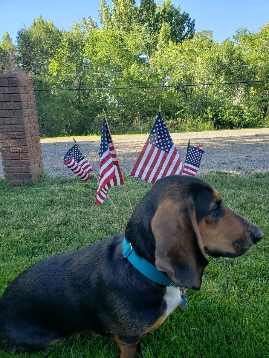 BassetFam's tweet photo. PSA from Puppy Fred: Let’s all do our patriotic duty and #StayHomeSaveLives @ErinSamanthaK @MomK20893661 https://t.co/TWvfm0rTPn