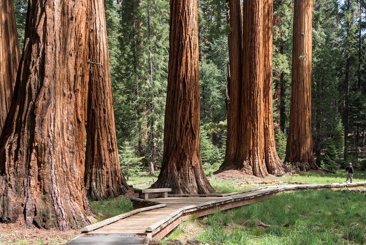 SlaNisd's tweet photo. I personally would love to explore our National Parks. Pictured here is Acadia, Sequoia, and Yosemite National Parks! https://t.co/MkRnJHdyRB