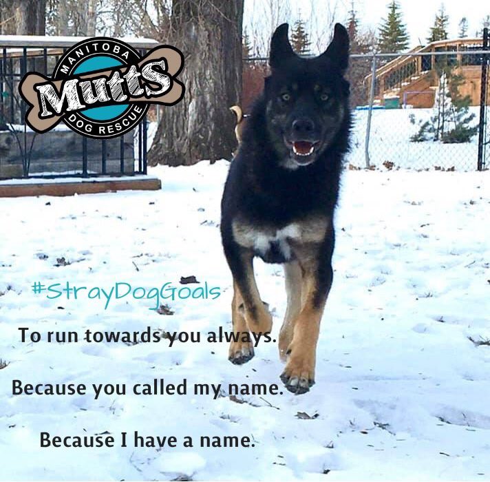ManitobaMutts's tweet image. #StrayDogGoals

To run towards you always. 

Because you called my name. 

Because I have a name.

#Rescued