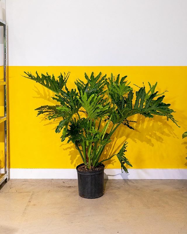 desk_plants's tweet photo. We got some weekend plans for you: propagate your plants!🌱🌿🌱
Did you know you can propagate the Philodendron Selloum from stem cuttings?! Here are the deets:
Simply take a stem cutting at the plant base with at least 2 nodes intact, and remove all leaves except for one or tw… https://t.co/nuQZlxQHkB