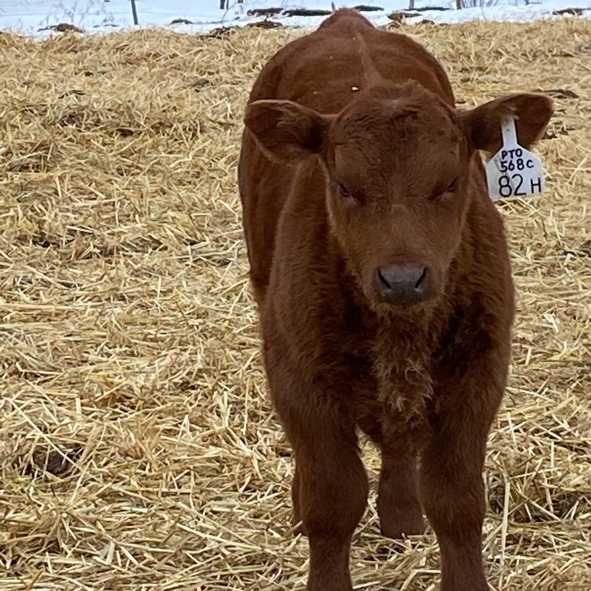 farmerjeffbloom's tweet photo. 💥Goodness gracious💥
I can’t stop posting about these #PTO calves!!! They’re so so good.
Prospect feature bull for 2021 here! 😍👀😍
#redangus #canadianangus https://t.co/YA9FjLlbrf