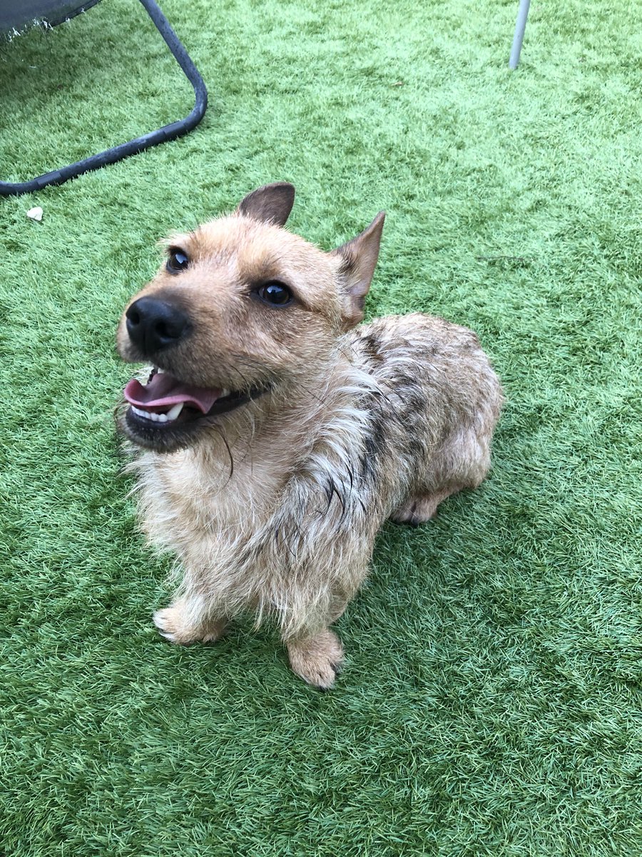 adamcravennn's tweet photo. Does anyone recognise this dog found in Marston Green wandering round by the shops? He doesn’t have a collar and we’ve been in the shops and chippy to ask but had no luck. 

Please retweet so we can get him back to his owner, Thanks! https://t.co/3YLNawECxe