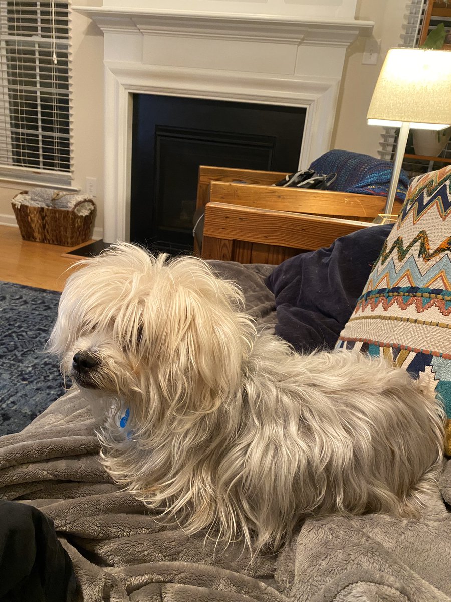 epvoigt's tweet photo. I start my #quals on Monday and I’m starting to panic. Anyone have any advice on how to successfully #workfromhome while doing #writtenquals? #gradschoolproblem #gradschool #academicchatter bonus floofy coworker photo (who badly needs a haircut) https://t.co/o6PK2oKHRp