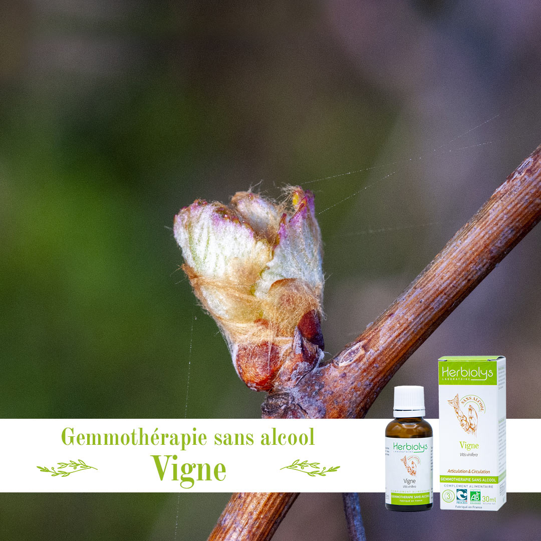 Le bourgeon de vigne est connu pour agir sur les inflammations chroniques vasculaires et digestives et sur les déformations et douleurs articulaires. A retrouver ici en version sans alcool : ow.ly/L4NJ50yHYyY

#Herbiolys #bio #phytothérapie #gemmothérapie #phytotherapie