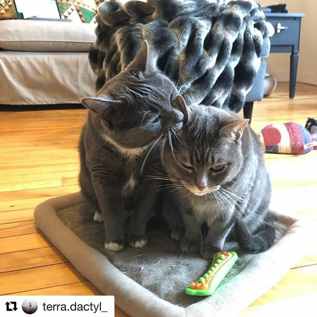 SAFEteamrescue's tweet photo. SAFE Team alum, Misty, gets a bath from her @halifaxcatrescuesociety foster brother! So cute! #safeteamrescue #safeteamkitty #safeteam #adoptdontshop #adopt #adopted #rescuecat #rescue #rescuecats #rescuedismyfavoritebreed #yeg #yegcats #catsofinstagra… https://t.co/1a3x3h9mPa https://t.co/tyR5dWVmPu