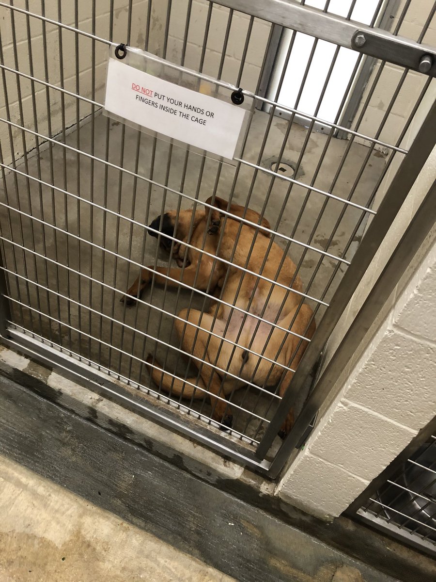 ColliervilleAS's tweet image. In light of the quarantine, Theodore here requested that we let him hold a Q &amp;amp; A !
Have any questions for our sweet Theo? Let us know down below!! 
👇🏻👇🏻👇🏻👇🏻