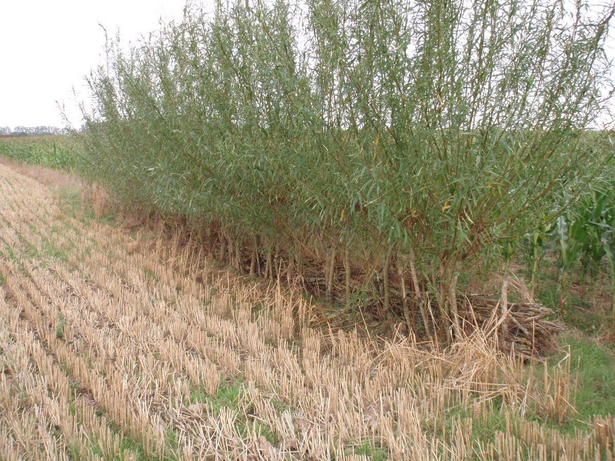 Alice_Dufosse's tweet photo. Cet hiver, les agriculteurs du NPDC se sont engagés dans les programmes de lutte contre l'érosion avec la plantation de 82 haies (12,1 km) et 508 fascines (11,3 km)
Accompagnement technique @ChambreagriNPDC
#luttecontrelérosion #haies #fascines #plantations https://t.co/TT2B2cmVCl