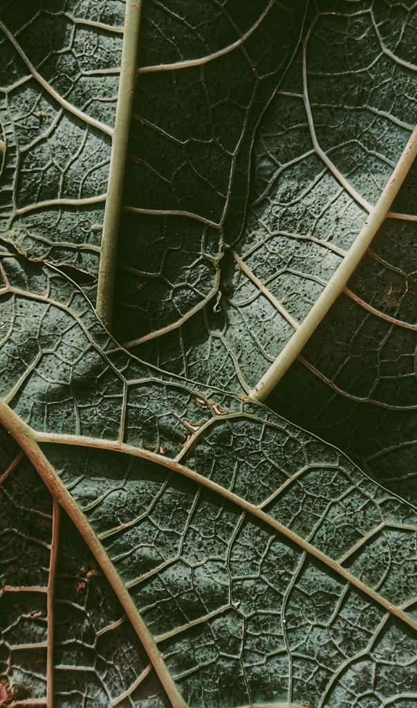Vurzie_Kim's tweet photo. Connected.
#Shootathomechallenge #Mobilephotography #Snapseed #Vsco #Shotson #RedmiNote8 #Vurzie📸 https://t.co/frkCetuVvA