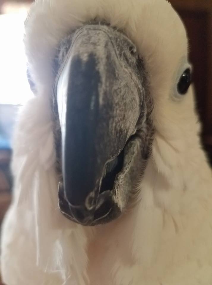 Valerie Wells on Twitter "Working from home with a cockatoo who's