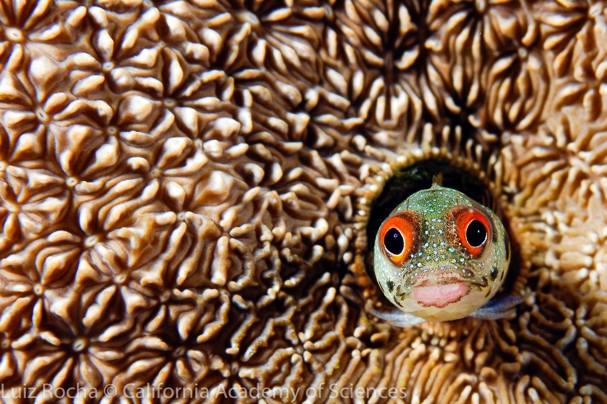 CoralReefFish's tweet photo. Stay home people! Fishes are doing it, you should do it! #FlattenTheCurve #StayAtHome #YoMeQuedoEnCasa https://t.co/Kb9TanM9e8