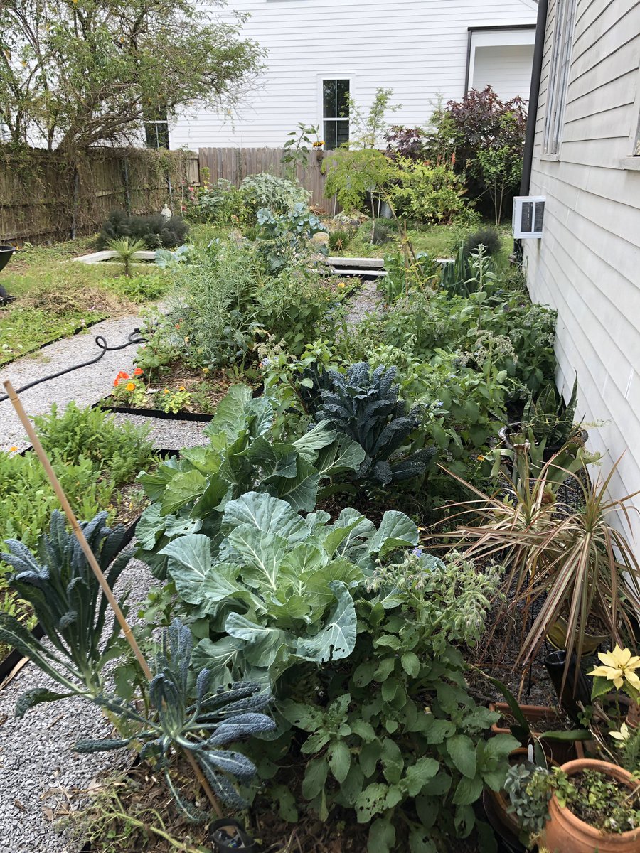 A8: Stock up on dried beans, grains, chiles, canned goods and buy fresh and freeze if the freezer aisles are empty. Learn to garden! It’s good exercise during #SocialDistanacing You can buy seeds with #SNAP! This backyard garden is $20 in seeds and 15+ types of veggies. #FoodFri