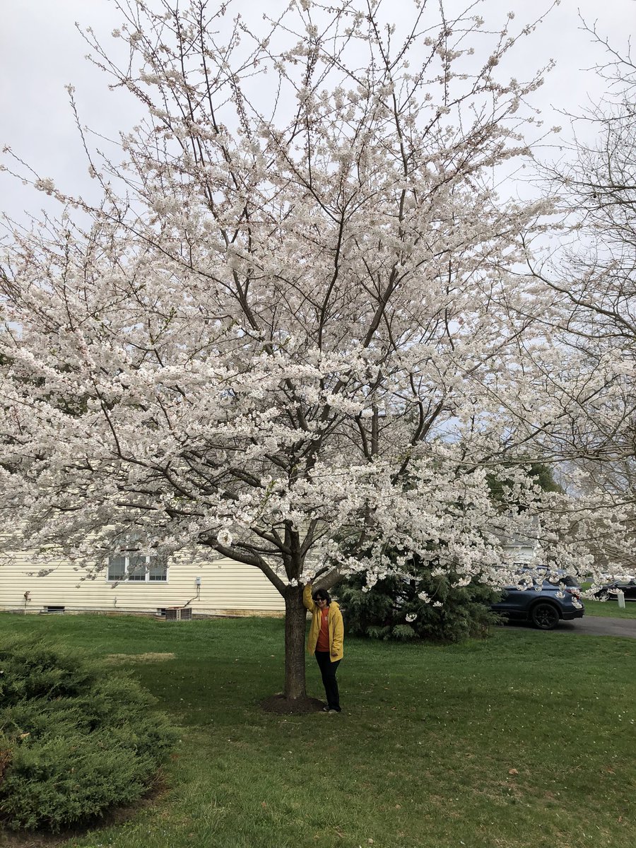 mrsv1stgrade's tweet photo. Still one of my favorite gifts...12 years ago and today.  #giftthatkeepsongiving #weneedspring #littlebitofsunshine https://t.co/0pBZJsFNqW