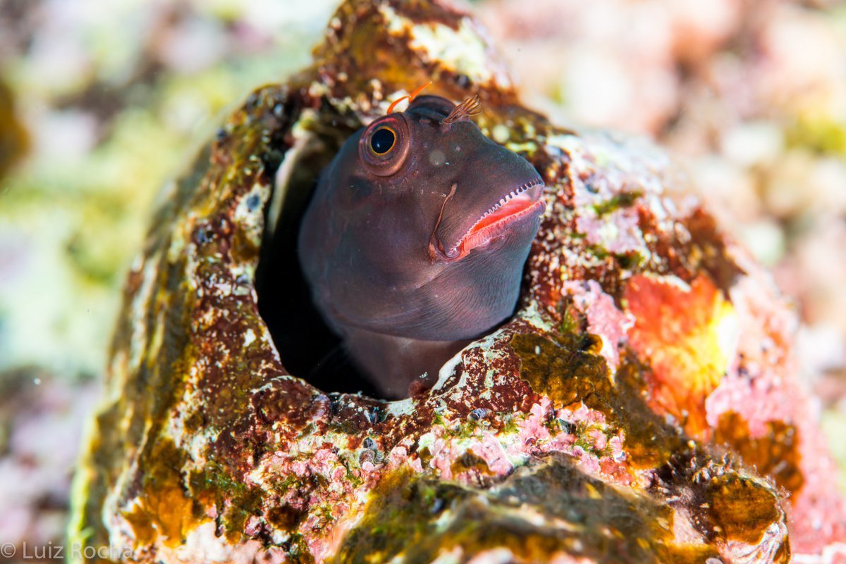 Stay home people! Fishes are doing it, you should do it! #FlattenTheCurve #StayAtHome #YoMeQuedoEnCasa