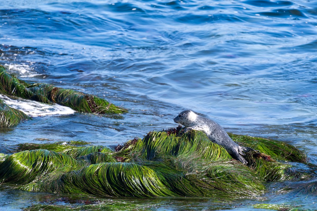 MontereyAq's tweet photo. Harbor seal pup, outstanding in its field
#PostThePups https://t.co/3cXYIYIwCd