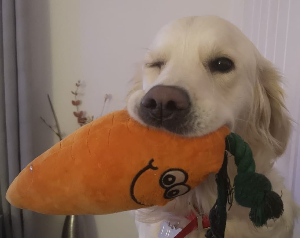goldenlily2017's tweet photo. Keep smiling no matter what🥕😉 https://t.co/yM80ul2sWy