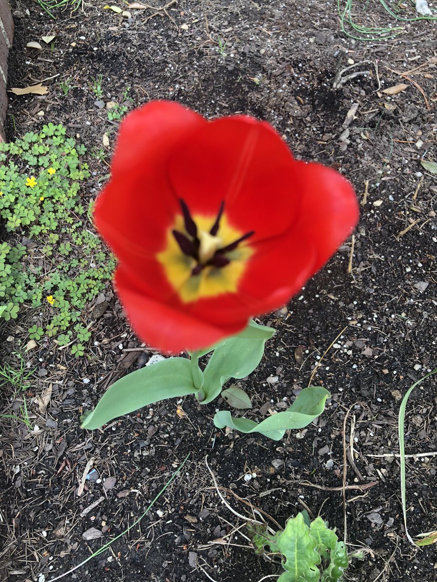 synigizesales's tweet photo. My first bloom from #Amsterdam #ISE2020 #avtweeps #BloomCatch #plantlife https://t.co/FQHsOjIWjS