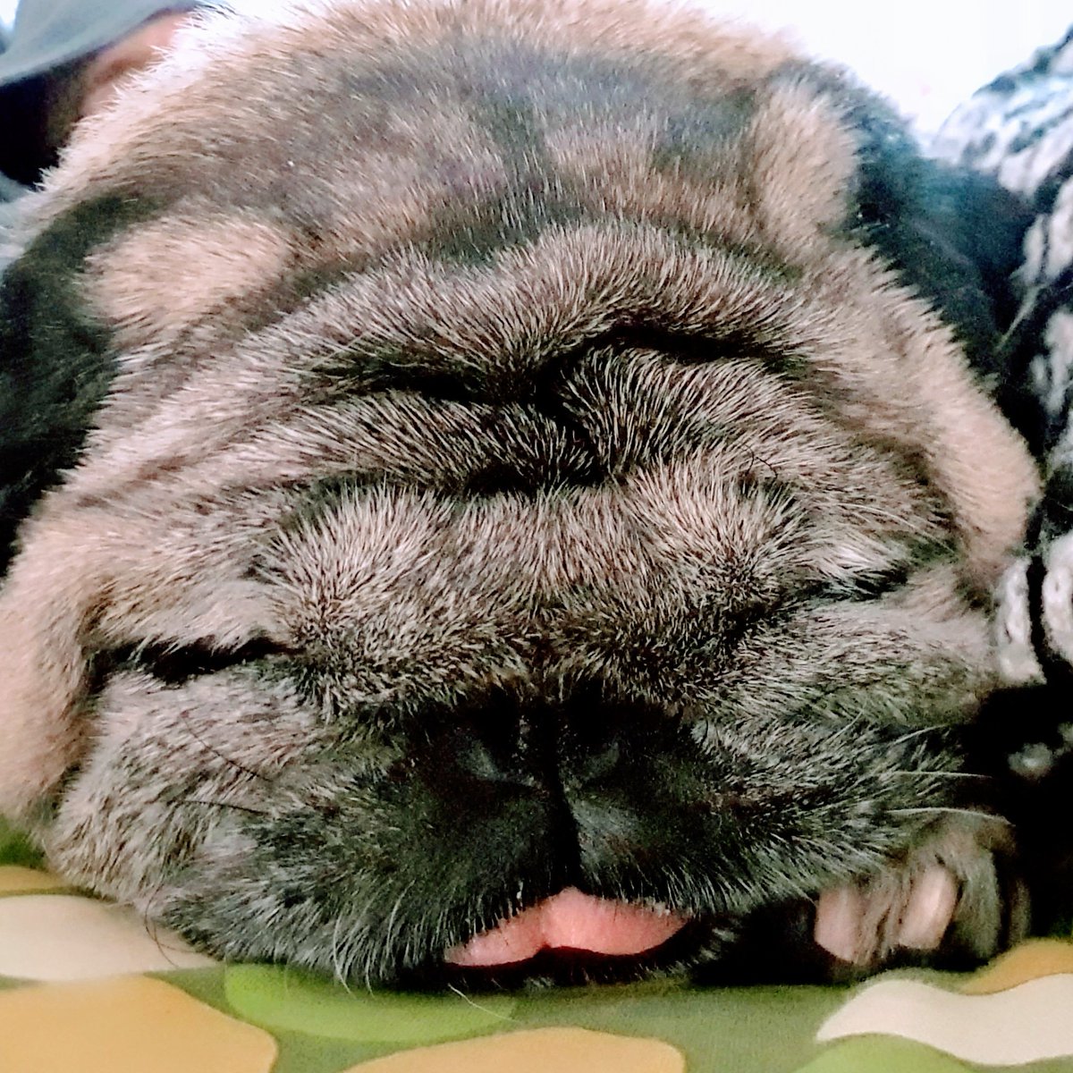 Lucas_Pug's tweet photo. https://t.co/PnZobndAoB