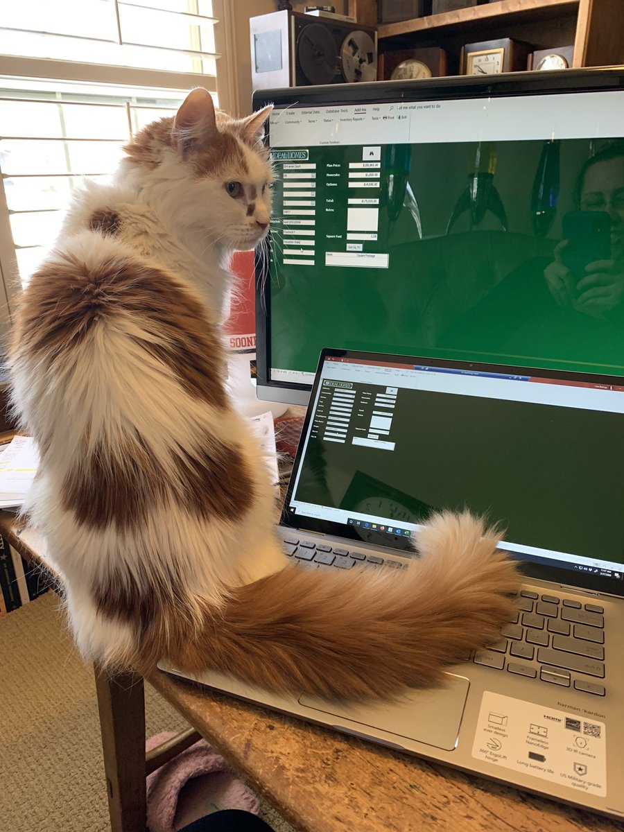LilOkie76's tweet photo. Ummm! Excuse me, ya big floof! I don’t think this counts as #SocialDistancing 🤨🐱 #MelvinKitty #CatsOfTheQuarantine #CatsOfTwitter #WorkFromHome https://t.co/Qw3gfnn40d