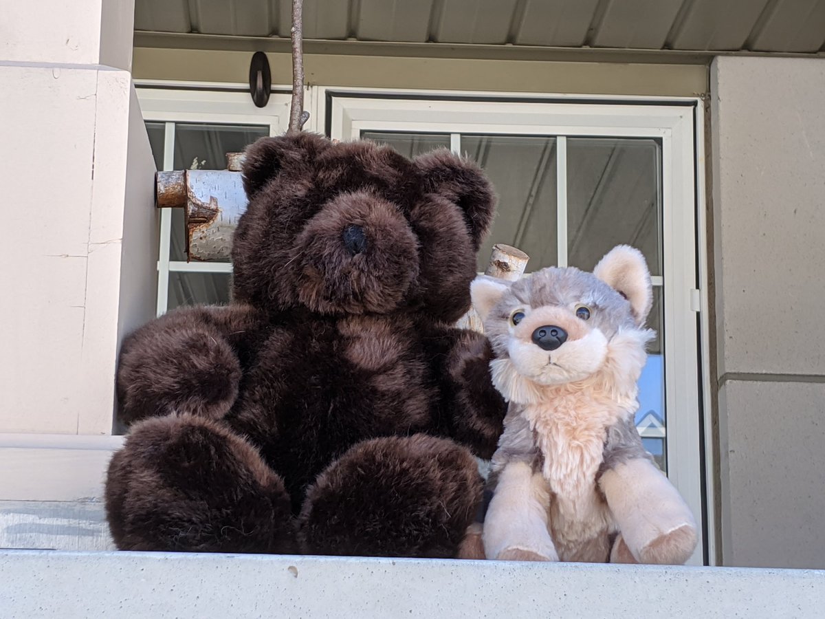 LibraryWCI's tweet image. The town of Whitby is running a window walk challenge, and today it's teddy bears. Who wants to tell Lupin that he's not a bear? #bewolves #Whitbywindowwalk #FlattenTheCurve #covid19ON