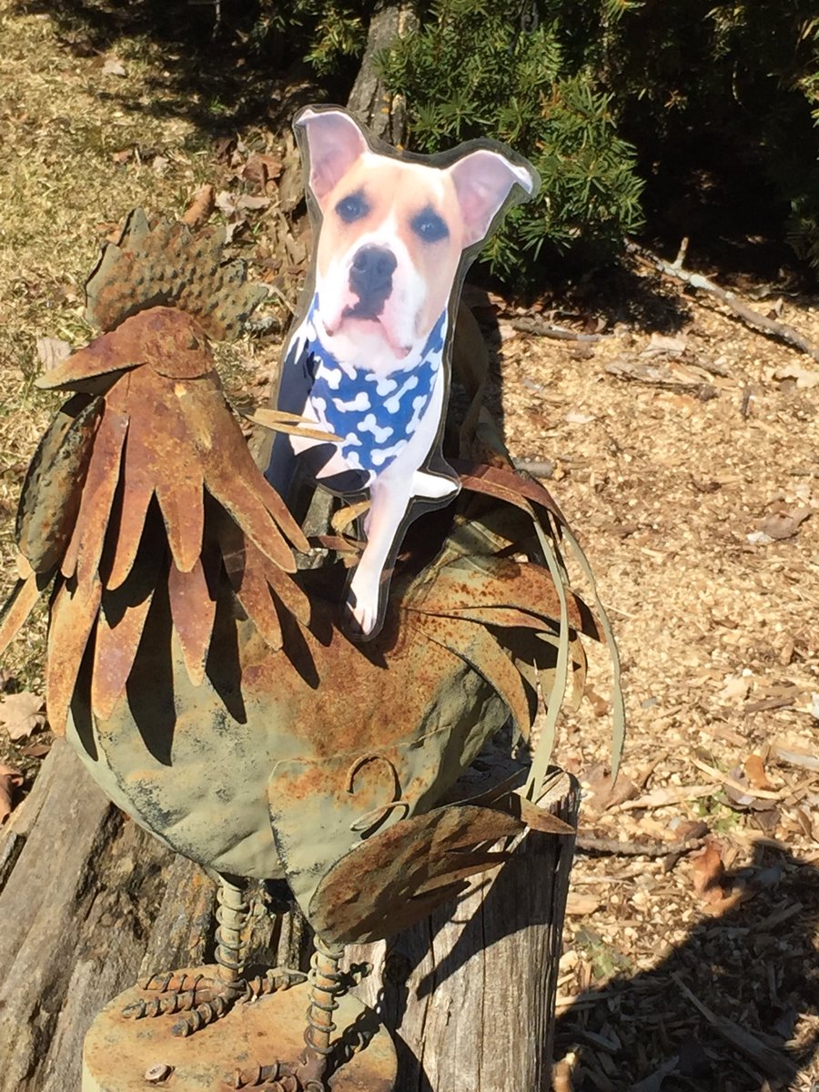 prefect's tweet photo. I teeched ⁦Flat Tucker how to ride a 🐓 #FlatTuckerSeesHisFriends ⁦@TuckerDude1⁩ #notmyfirstrodeo #okmaybeitis https://t.co/ZdldYwAIAt
