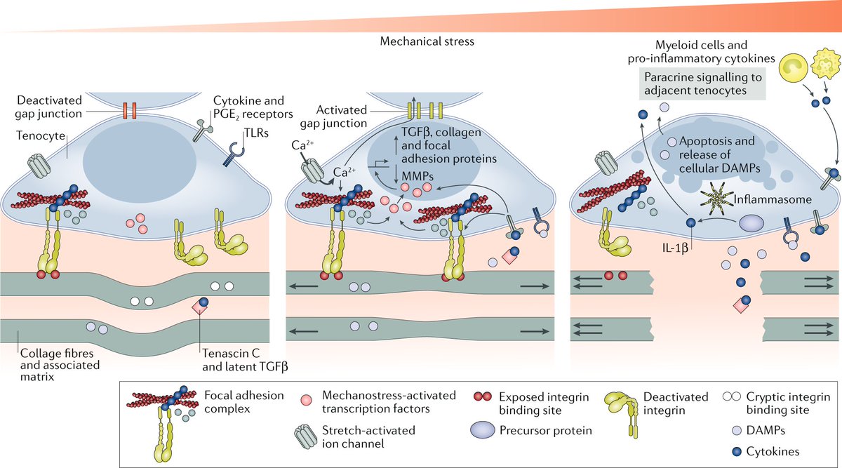NatRevRheumatol's tweet image. #Aprilissue | #Tendon and ligament mechanical loading in the pathogenesis of inflammatory #arthritis

Read this #Review for #free rdcu.be/b10FU

#SharedIt #mechanobiology #rheumtwitter #rheumatwitter