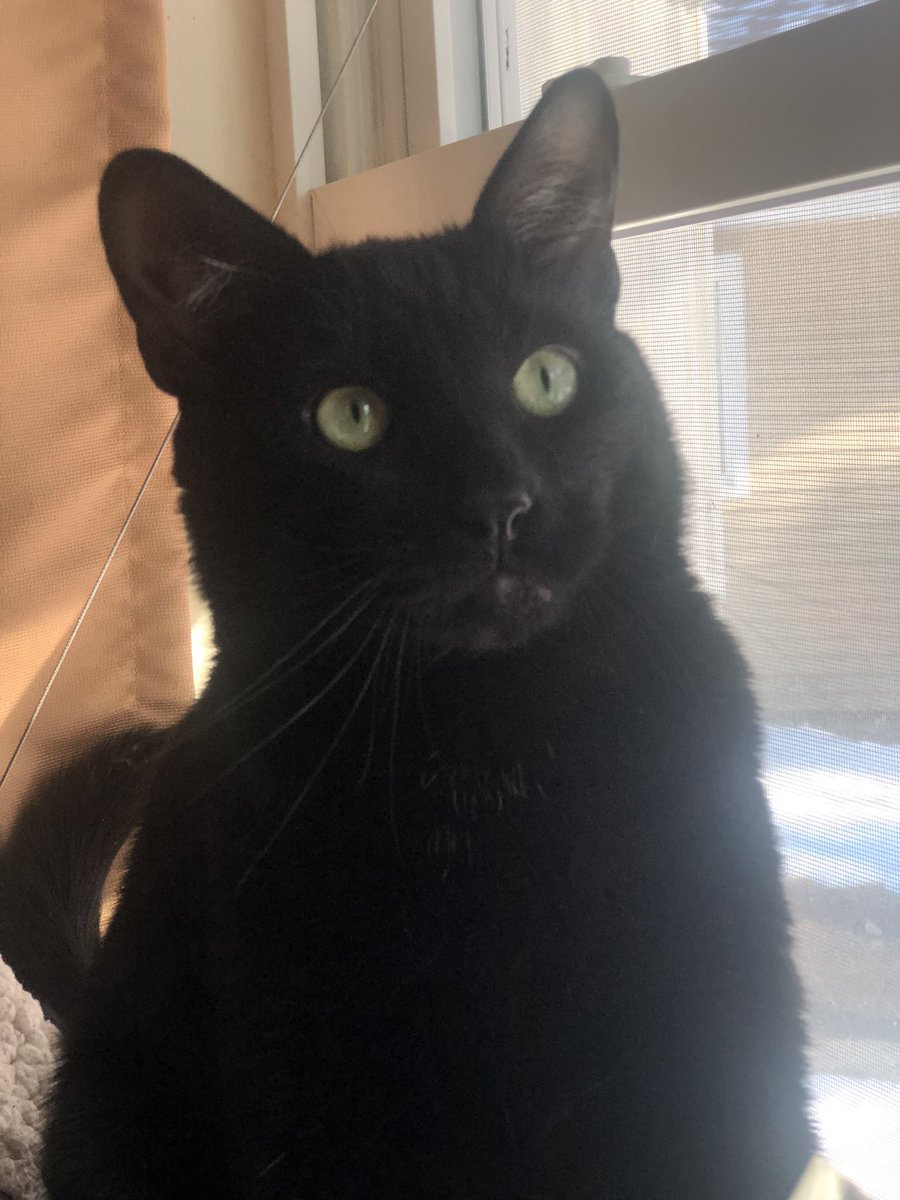mxmjsmith's tweet photo. my cat believes all states should have online voter registration options ๐ง why donโt you? #nextgenamerica #youthvote #cativist https://t.co/6owxKjxKEe