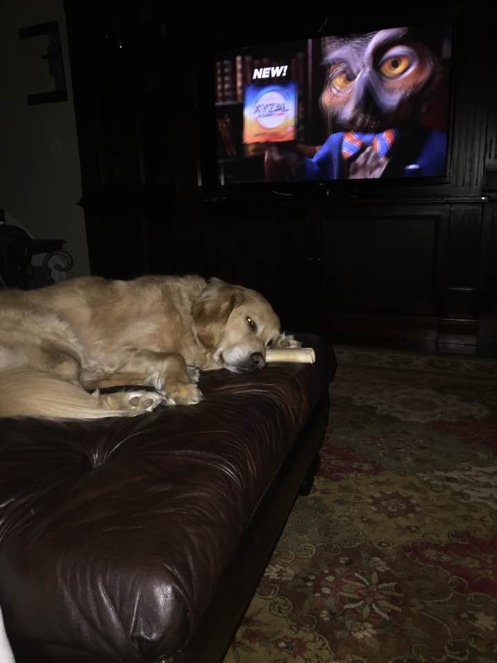 RonTripodo's tweet photo. Willie Wonka keeps his eye on his bone even as he sleeps. You heard of The Eye of the Tiger but I'll bet you never heard of The Eye on the bone. https://t.co/3UIH0ykFCD