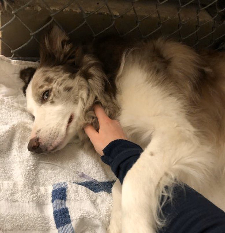 dog_rates's tweet photo. This is Jax. He’s been diagnosed with lymphoma at just 3 years old. Without treatment, he only has a few months. Jax is participating in a clinical trial to help future dogs fight cancer. You can give him his own chance to beat it by clicking below. 13/10

https://t.co/JM1NUlegws https://t.co/QATeqnH5vJ