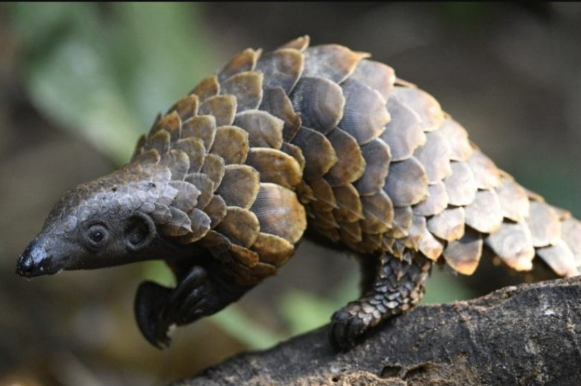 Must save #pangolin and #artichoke