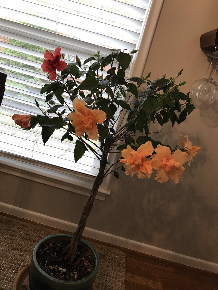 Whitney Theisen tweet media