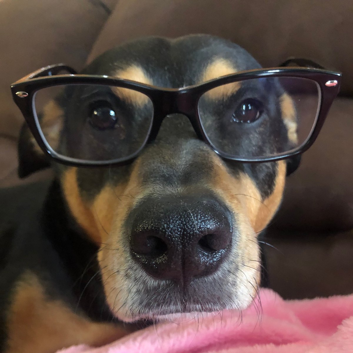 FLPS_Curriculum (@flps_curriculum) on Twitter photo Ms. Bookspan's dog, BZorro is looking quite fashionable in his spectacles! <a href="/FAMSPatriots/">FAMSPatriots</a> #FLPSfromHome Ms. Bookspan's dog, BZorro is looking quite fashionable in his spectacles! <a href="/FAMSPatriots/">FAMSPatriots</a> #FLPSfromHome