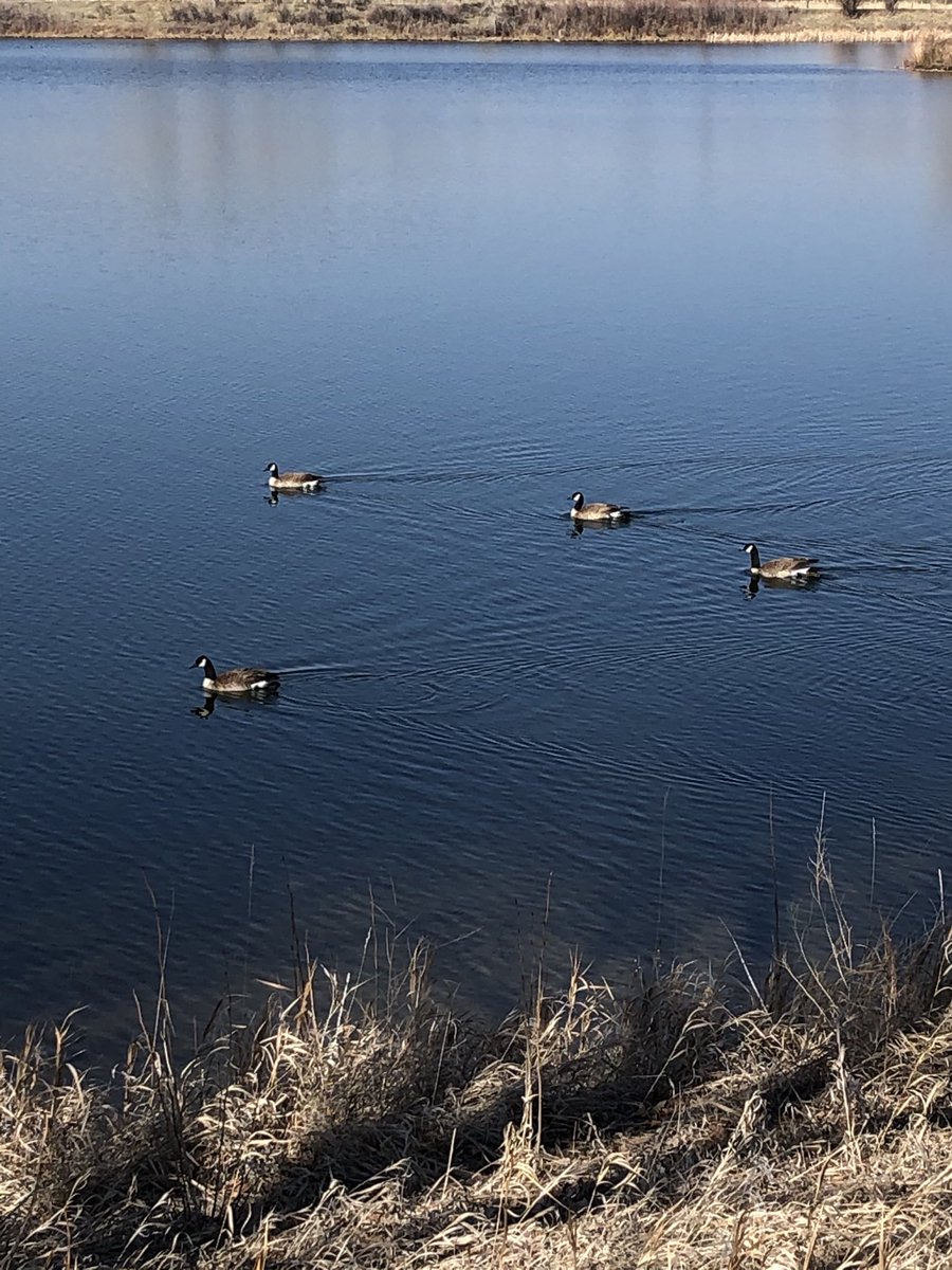 JamieFaller's tweet photo. The neighborhood geese are now practicing social distancing 😊 https://t.co/UjdXQ1PiA9