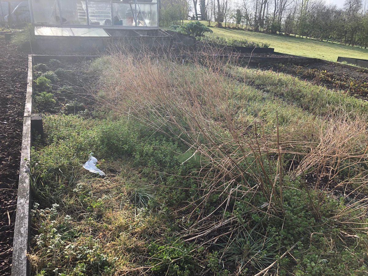 Lots of back breaking work done in the garden today to prepare these beds for potatoes, mostly by our saviour Dean Willis 😊
Added some dolomite <a href="/FruitHillFarm/">Fruit Hill Farm</a>, seaweed &amp; fish, blood and bone so will be ready for the spuds in a couple of weeks <a href="/MightyNotHumble/">The Mighty Spud</a> #growyourown