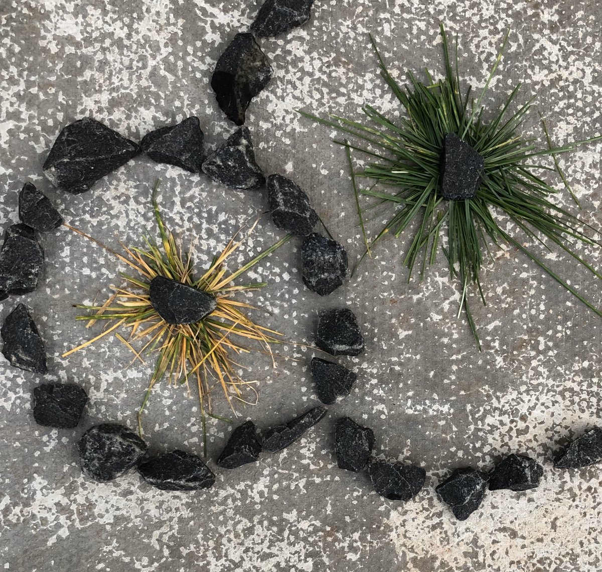 MilneArt's tweet photo. Creativity Challenge 3 #gardenart Inspired by James Brunt and Andy Goldsworthy @ArtMorayHouse1 https://t.co/ZYdciXa1Bx