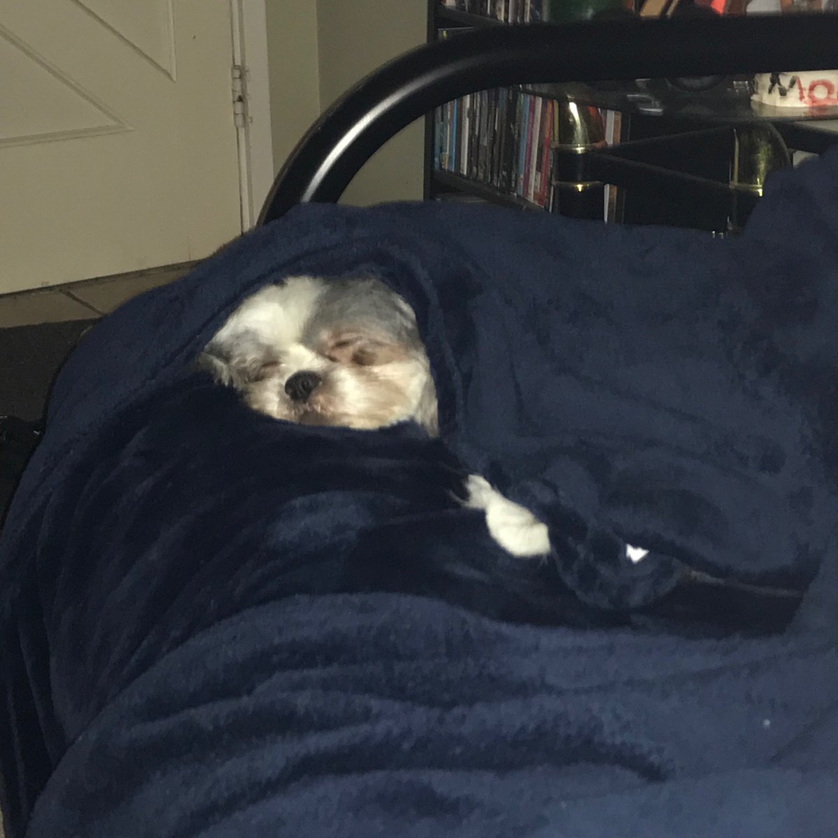 PanPanDog tweet media