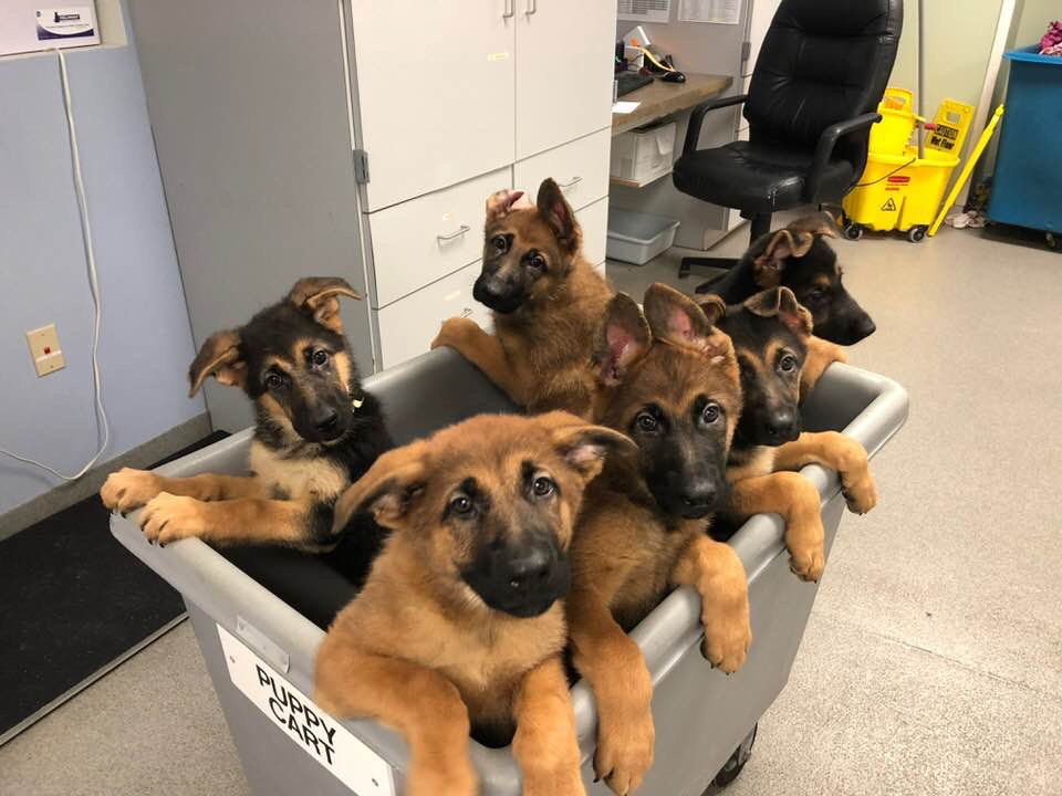 NEHumaneSociety's tweet photo. Did someone say pups? #PostThePups #PuppyCart https://t.co/1AlJRy20PB