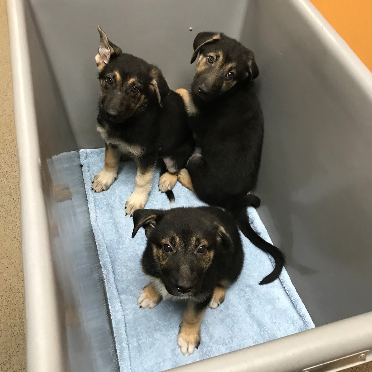NEHumaneSociety's tweet photo. Did someone say pups? #PostThePups #PuppyCart https://t.co/1AlJRy20PB