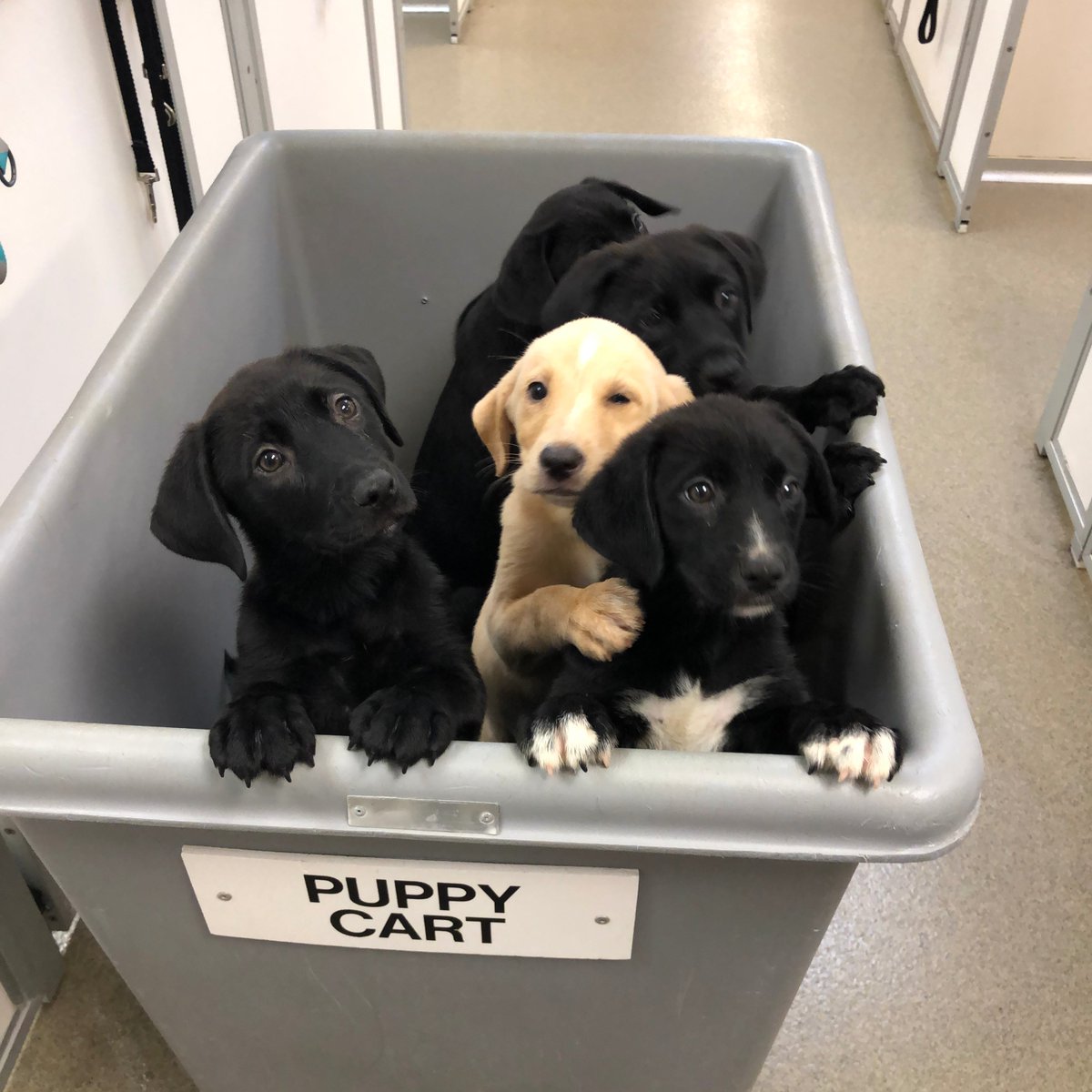 NEHumaneSociety's tweet photo. Did someone say pups? #PostThePups #PuppyCart https://t.co/1AlJRy20PB