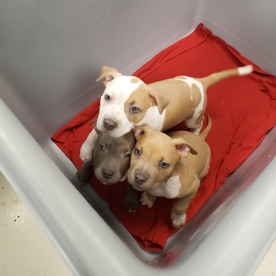 NEHumaneSociety's tweet photo. Did someone say pups? #PostThePups #PuppyCart https://t.co/1AlJRy20PB