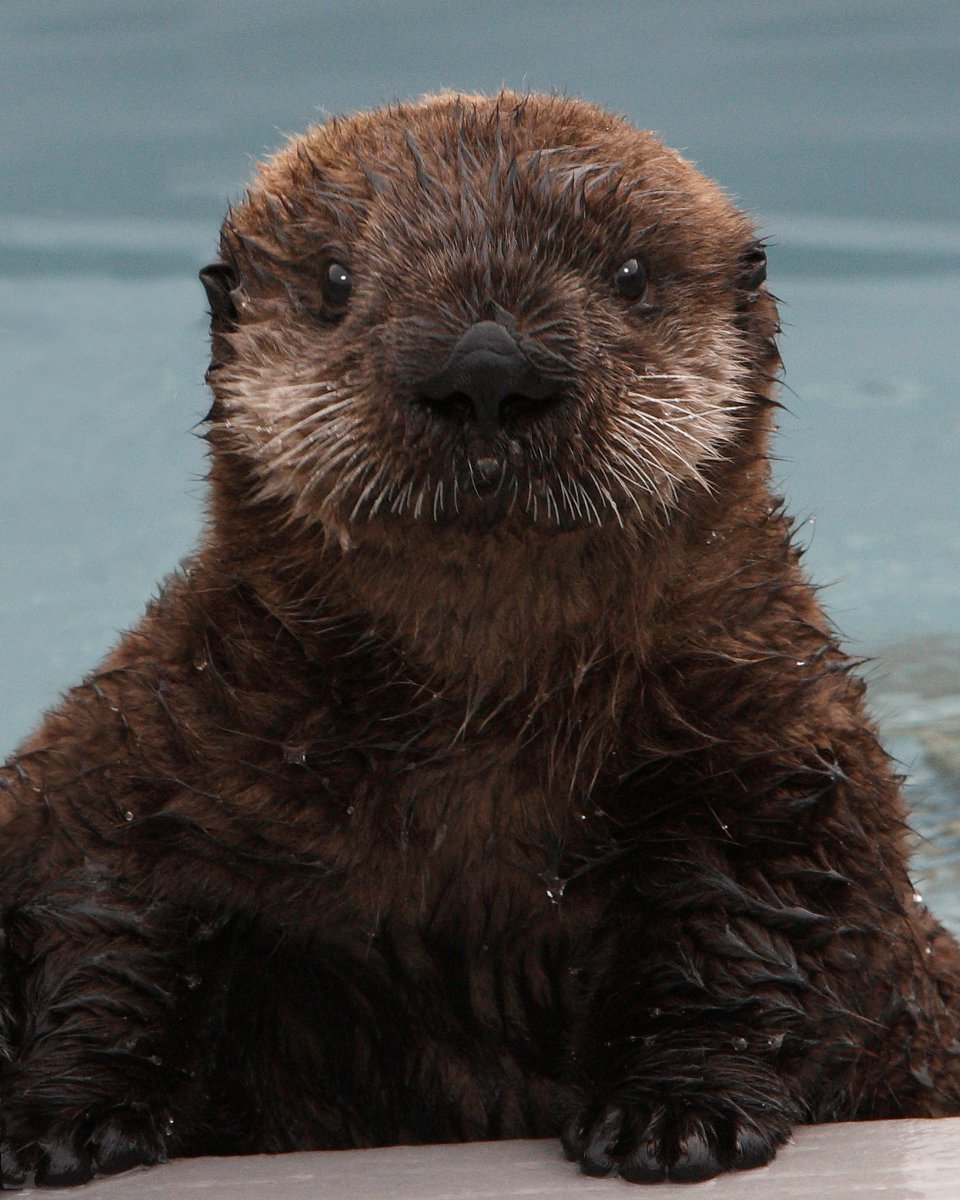MontereyAq's tweet photo. Ever gonna give you pup
#PostThePups https://t.co/OB5kcYRLje