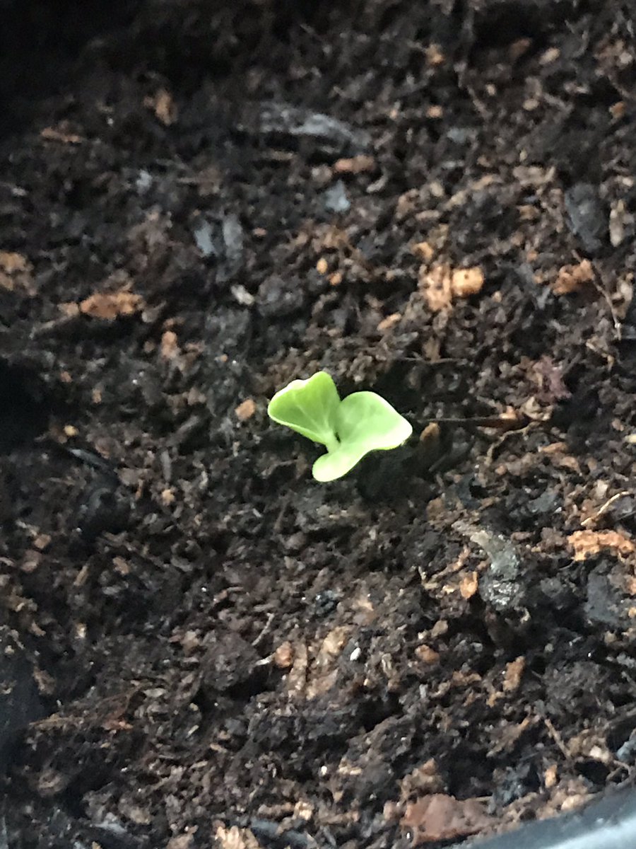 Exciting update on the seeds sown just 6 days ago! First shoots have appeared 🙌, very happy with this progress 😊💚 #hampshirewindowwildlife #StayHomeSaveLives #NatureHelps