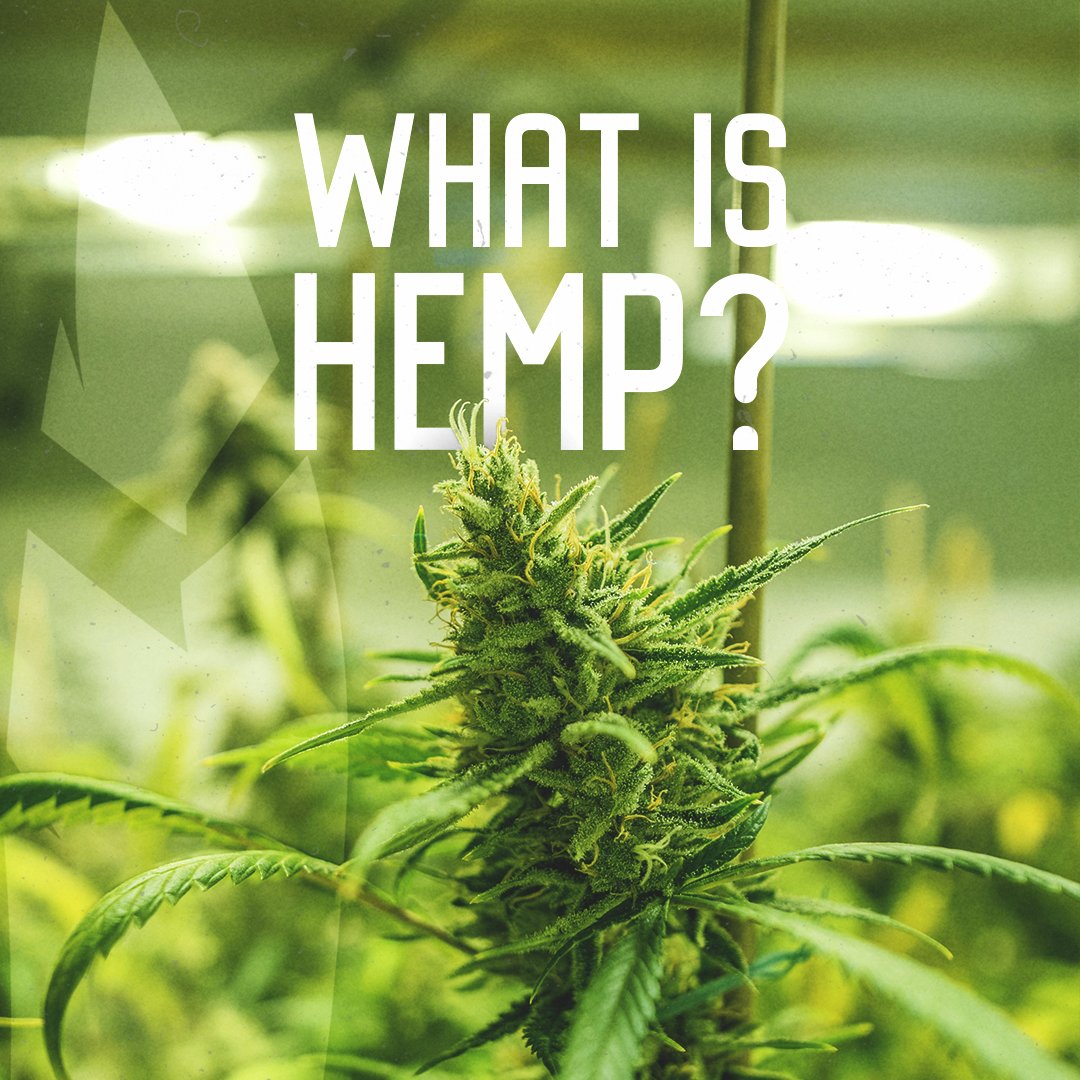 chiefstixhemp's tweet photo. The Cannabis plant has many varieties, such as Marijuana and Hemp. Differently from Marijuana, Hemp won't provide you with psychoactive effects because it contains less than 0.3% of THC. You'll get all the benefits from CBD without getting high 🍃 https://t.co/VgJMoi6BYA