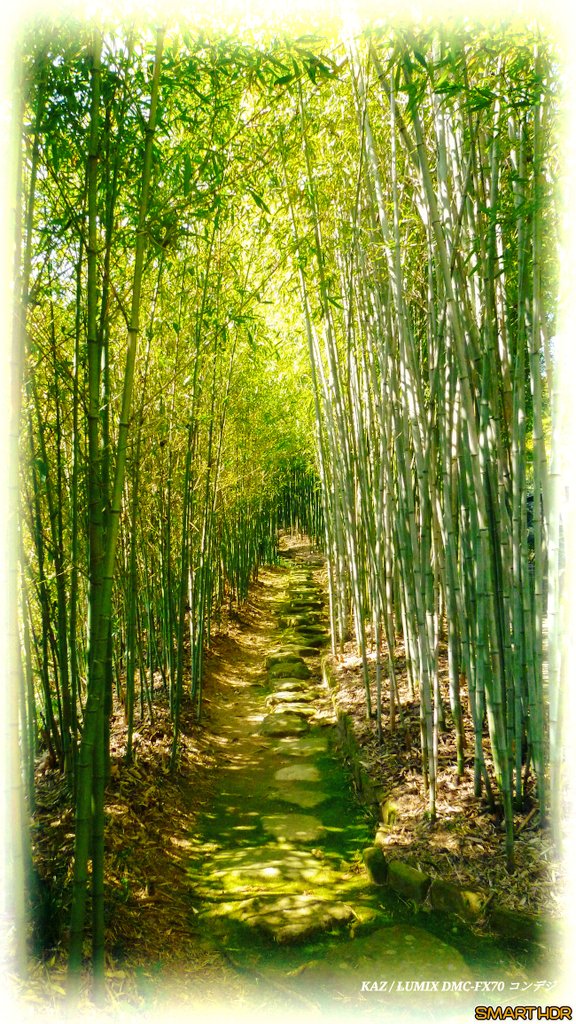 TamagoS99's tweet photo. ノ∀`)#レタッチ に嵌まりそう
#Photo #写真 じゃなく
#PhotoGraphic になり
光を更に強調できる反面
真実からは少し離れるが
撮影の意味は同じだし有りかw
光の捉え方は忘れずにだな
#竹 #bamboo #過去 #カメラ
#コンデジ #Lumix #キリトリ
#ファインダー越しの私の世界
#Lightroom #SmartHDR https://t.co/qzhpbOnAWZ