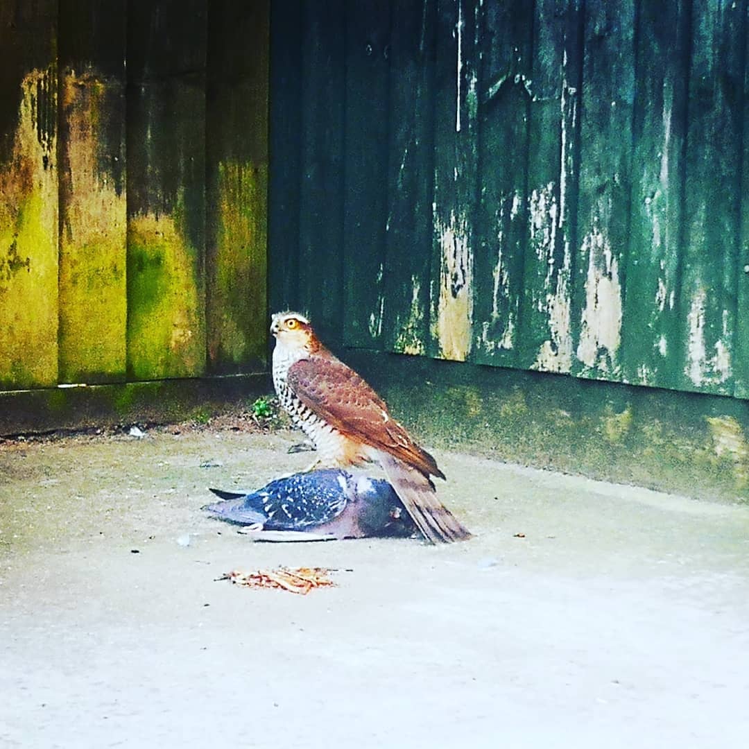 EmmaWrighty100's tweet photo. @itvanglia my wildlife spot today on my driveway!!! https://t.co/4NuXkCglNs