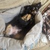 aeyberry's tweet photo. Love you SO MUCH MY Boy

Heaven Gain We lost

You are NOT suffer anymore

God bless us to have you

ALLOW us to have you go to heaven in Daddy'arms in YOUR Home.

RIP CUSTER

6/9/2005 - FOREVER IN OUR HEARTS https://t.co/WrVLeIxBxS